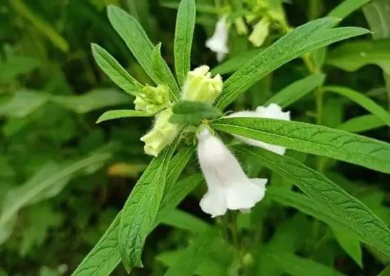 传承古方制作的白酒曲，采集草本植物原料加米粉发酵