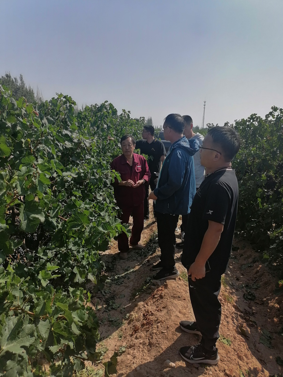 王朝公司领导带队调研宁夏葡萄原料基地