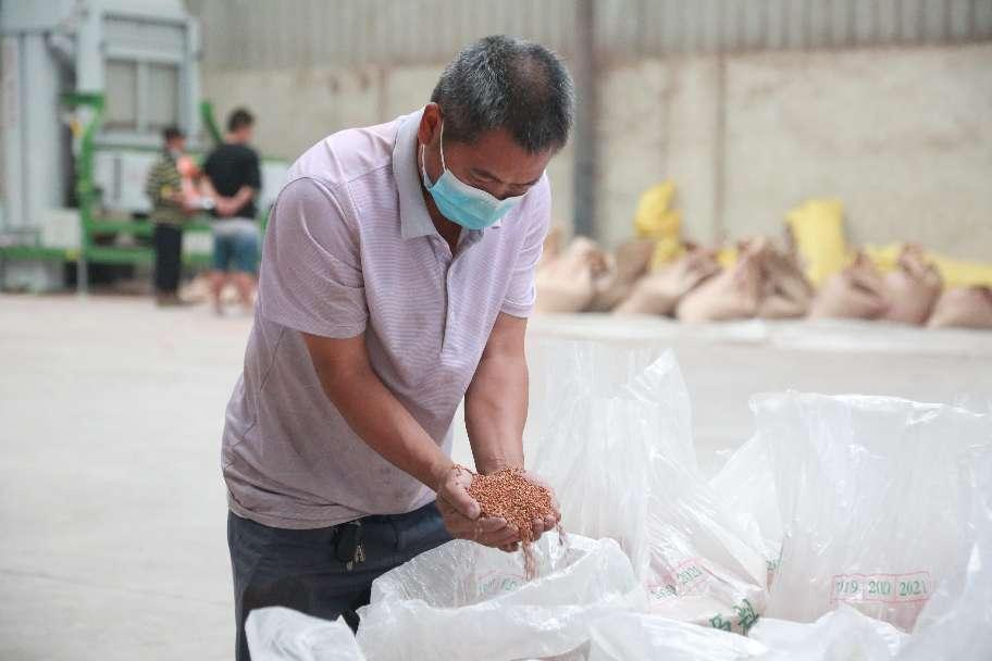 仁怀市12000亩“红缨子”高粱良种繁育基地喜获丰收